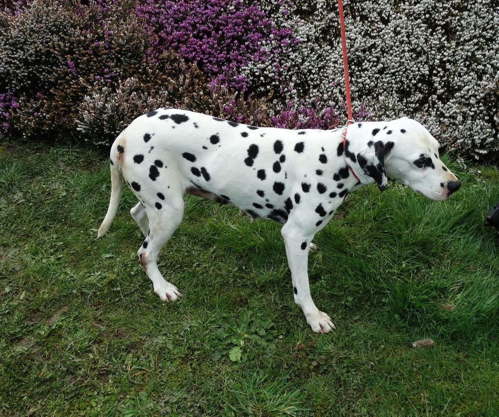 Harmonie De La Petite Vallee Des Chiens