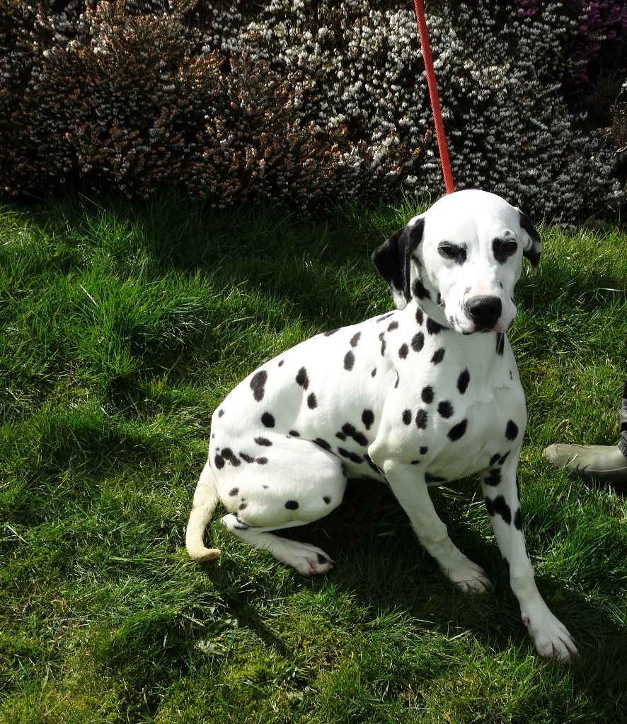 Naya De La Petite Vallee Des Chiens