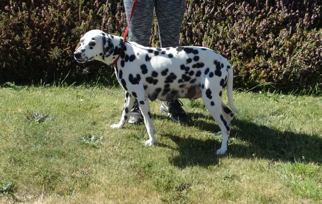 Noline De La Petite Vallee Des Chiens