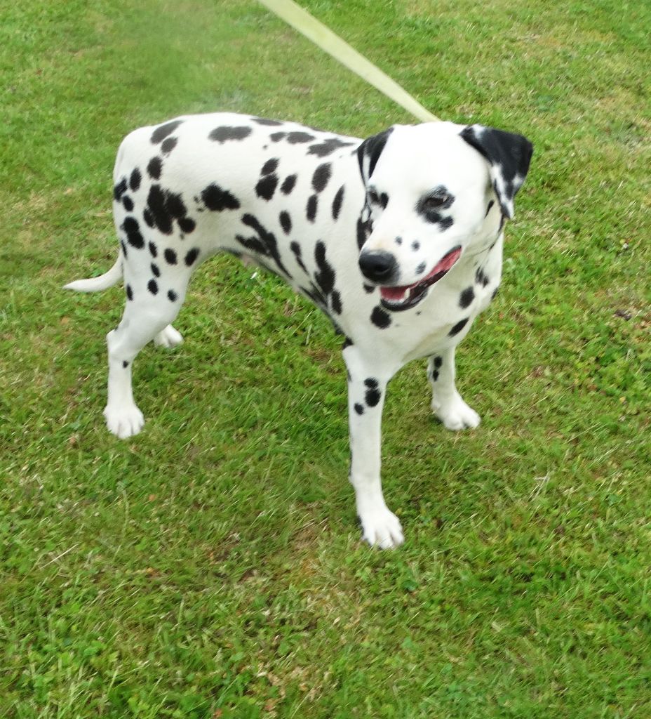 Neissa De La Petite Vallee Des Chiens