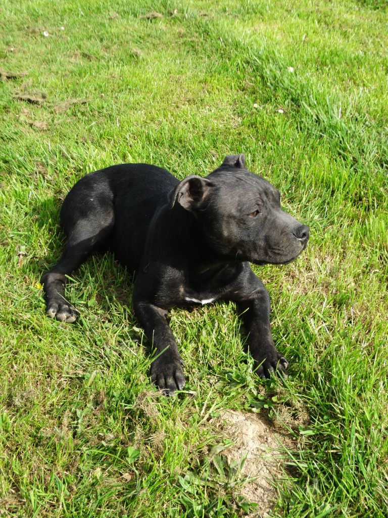 De La Petite Vallee Des Chiens - Chiots disponibles - Staffordshire Bull Terrier